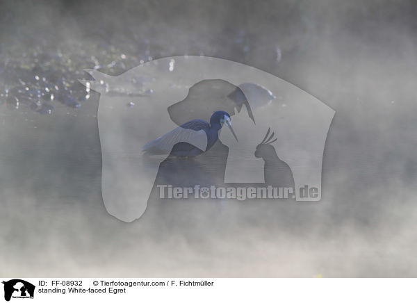 stehender Weiwangenreiher / standing White-faced Egret / FF-08932