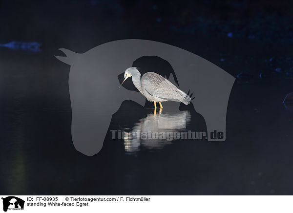 stehender Weiwangenreiher / standing White-faced Egret / FF-08935