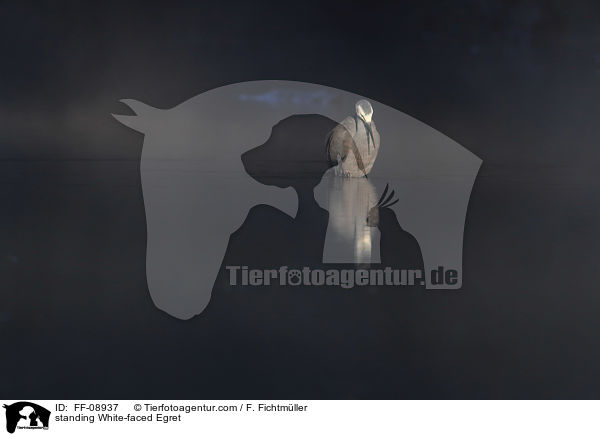 stehender Weiwangenreiher / standing White-faced Egret / FF-08937