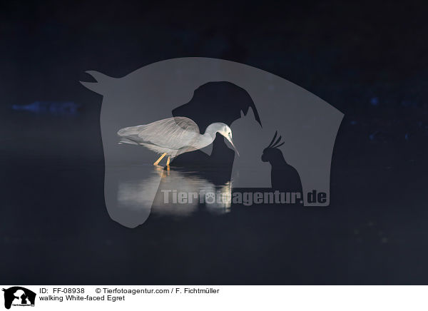 walking White-faced Egret / FF-08938