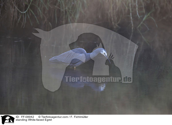 stehender Weiwangenreiher / standing White-faced Egret / FF-08942