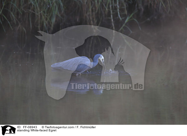 stehender Weiwangenreiher / standing White-faced Egret / FF-08943