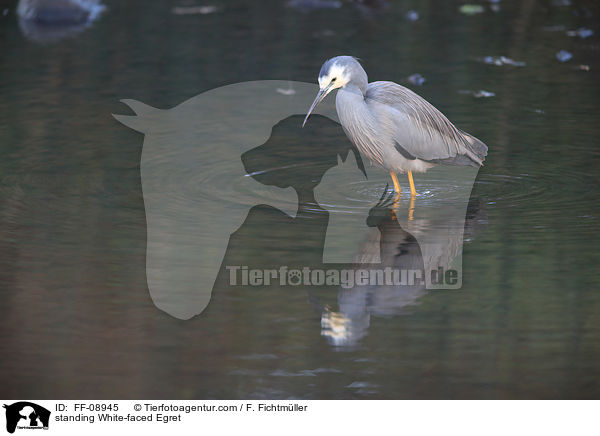 standing White-faced Egret / FF-08945