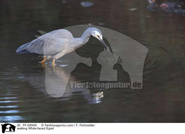 walking White-faced Egret / FF-08948