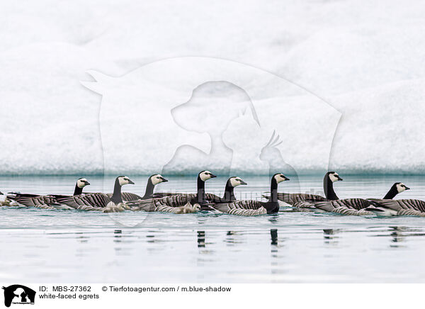 Weiwangenreiher / white-faced egrets / MBS-27362