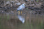 walking White-faced Egret