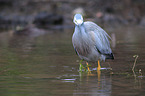 standing White-faced Egret