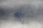 standing White-faced Egret