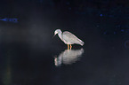 standing White-faced Egret