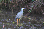 standing White-faced Egret
