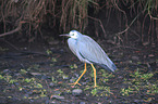 walking White-faced Egret