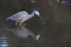 walking White-faced Egret