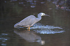 standing White-faced Egret