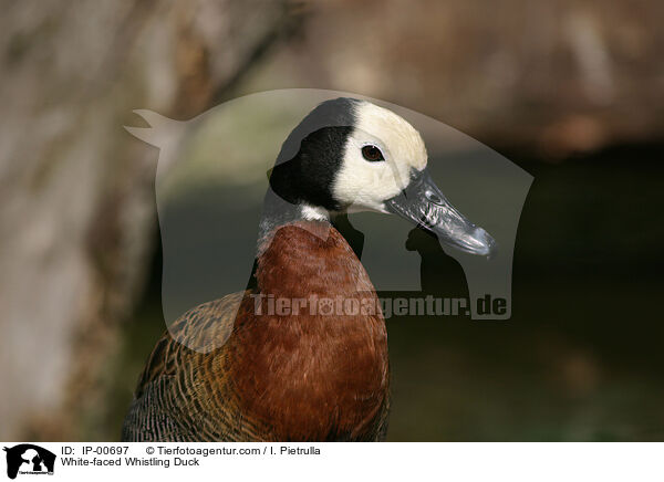 White-faced Whistling Duck / IP-00697