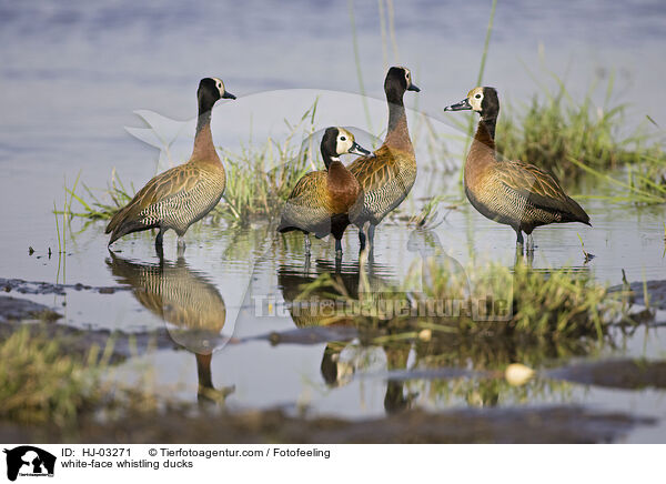 Witwenpfeifgnse / white-face whistling ducks / HJ-03271