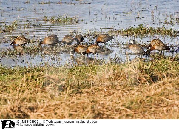 white-faced whistling ducks / MBS-03932