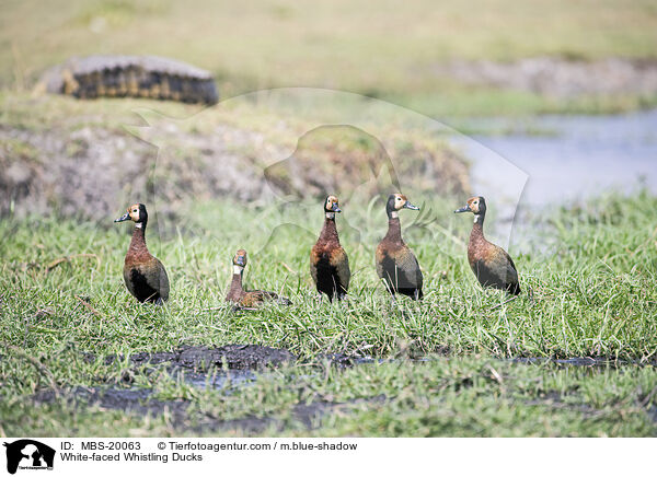 Witwenpfeifgnse / White-faced Whistling Ducks / MBS-20063