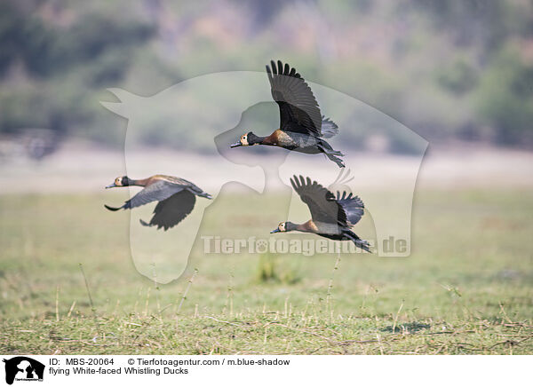 flying White-faced Whistling Ducks / MBS-20064