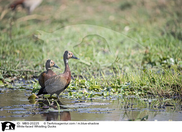 White-faced Whistling Ducks / MBS-20225