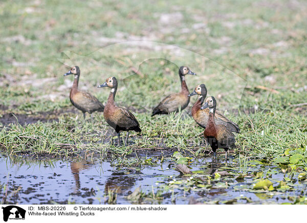 White-faced Whistling Ducks / MBS-20226