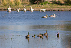 white-faced whistling ducks