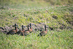 White-faced Whistling Ducks