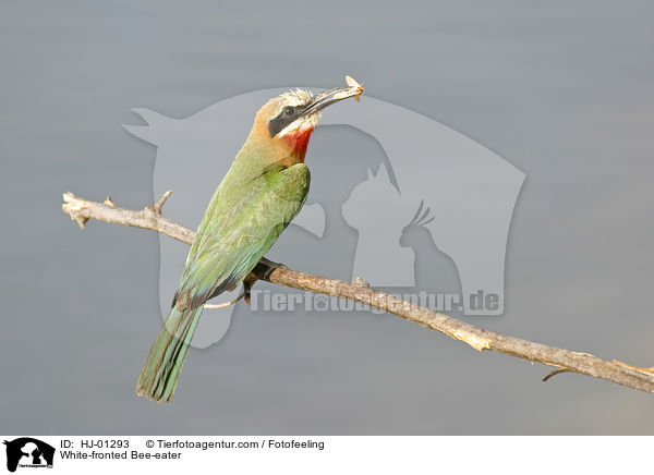 Weistirn-Spint / White-fronted Bee-eater / HJ-01293