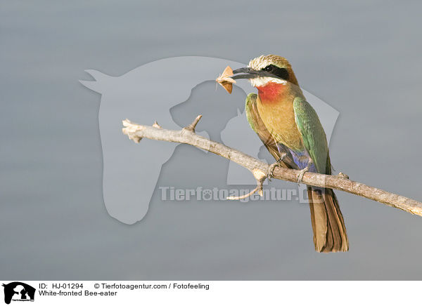 White-fronted Bee-eater / HJ-01294