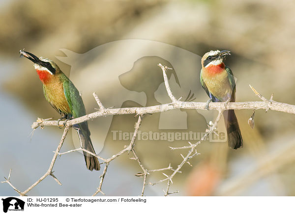 White-fronted Bee-eater / HJ-01295