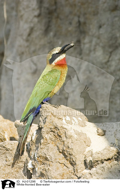 White-fronted Bee-eater / HJ-01296