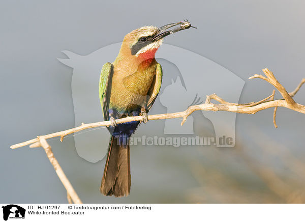 Weistirn-Spint / White-fronted Bee-eater / HJ-01297