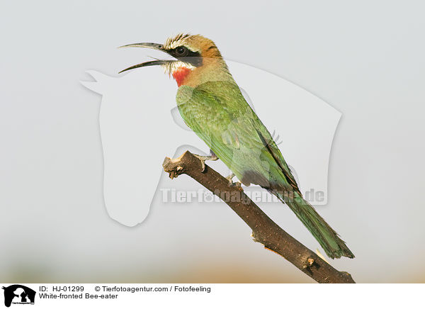 Weistirn-Spint / White-fronted Bee-eater / HJ-01299