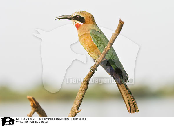 White-fronted Bee-eater / HJ-01300