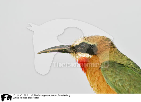 White-fronted Bee-eater / HJ-01302