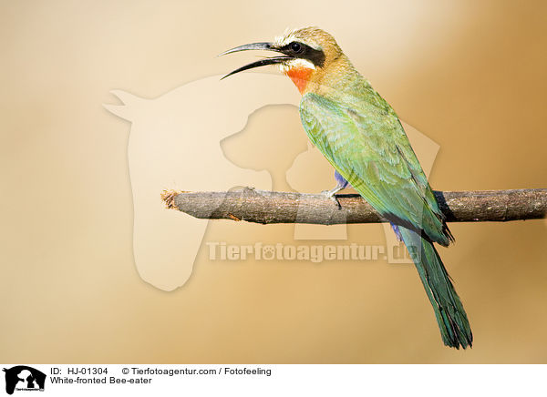 White-fronted Bee-eater / HJ-01304