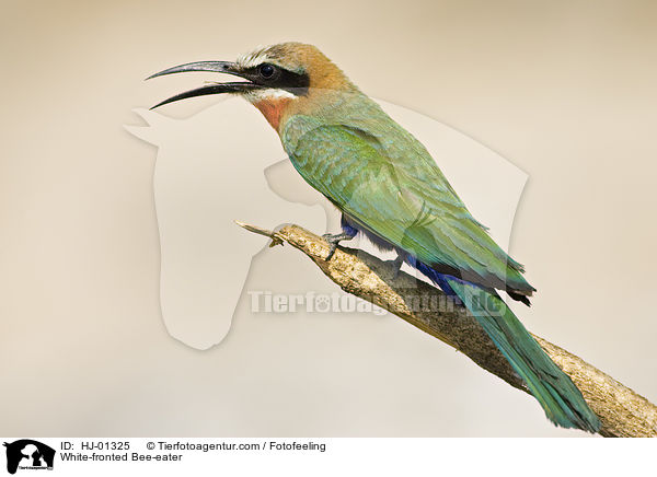 Weistirn-Spint / White-fronted Bee-eater / HJ-01325