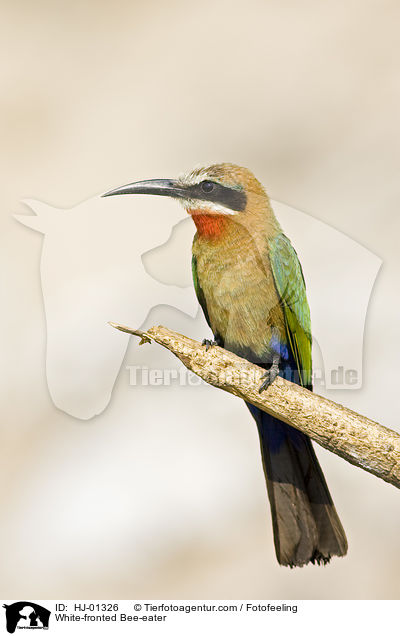 Weistirn-Spint / White-fronted Bee-eater / HJ-01326
