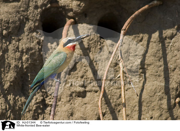 Weistirn-Spint / White-fronted Bee-eater / HJ-01344