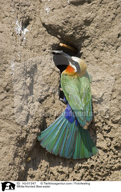 Weistirn-Spint / White-fronted Bee-eater / HJ-01347