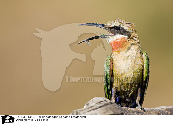Weistirn-Spint / White-fronted Bee-eater / HJ-01349