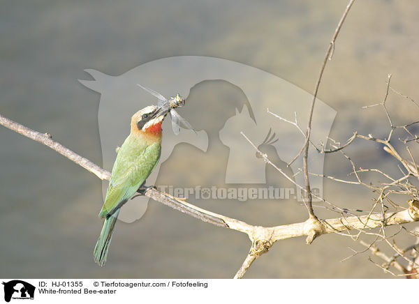 Weistirn-Spint / White-fronted Bee-eater / HJ-01355