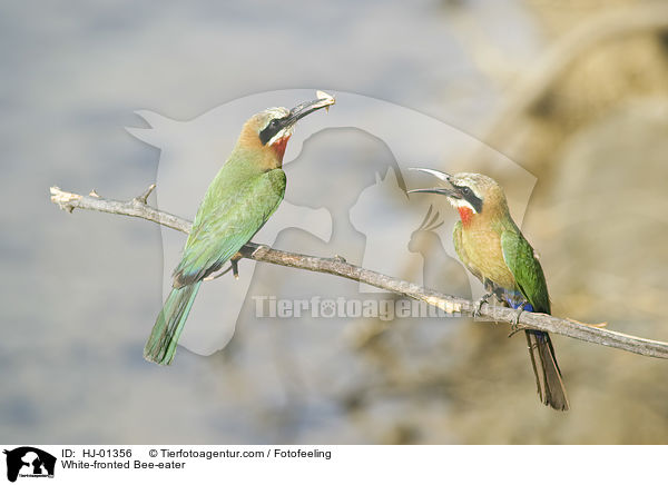 Weistirn-Spint / White-fronted Bee-eater / HJ-01356