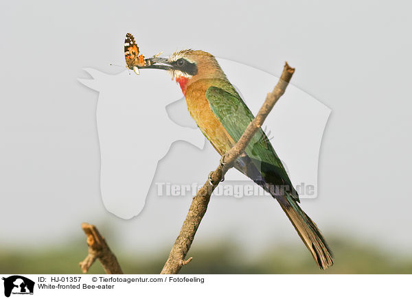 White-fronted Bee-eater / HJ-01357