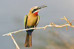 White-fronted Bee-eater