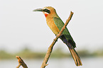 White-fronted Bee-eater