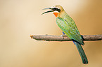 White-fronted Bee-eater