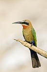 White-fronted Bee-eater