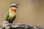 White-fronted Bee-eater