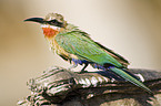 White-fronted Bee-eater