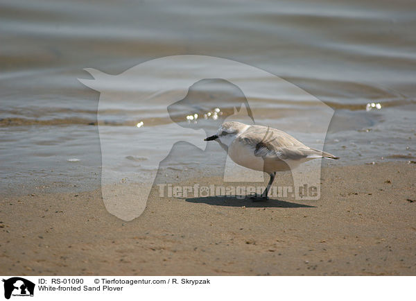 White-fronted Sand Plover / RS-01090